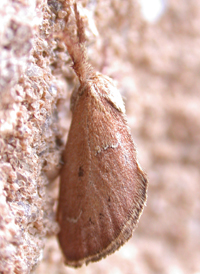 Purple-crested Slug